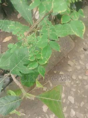 Jackfruit ,Passion , Starfruit, Cinnamon Seedlings for Sale
