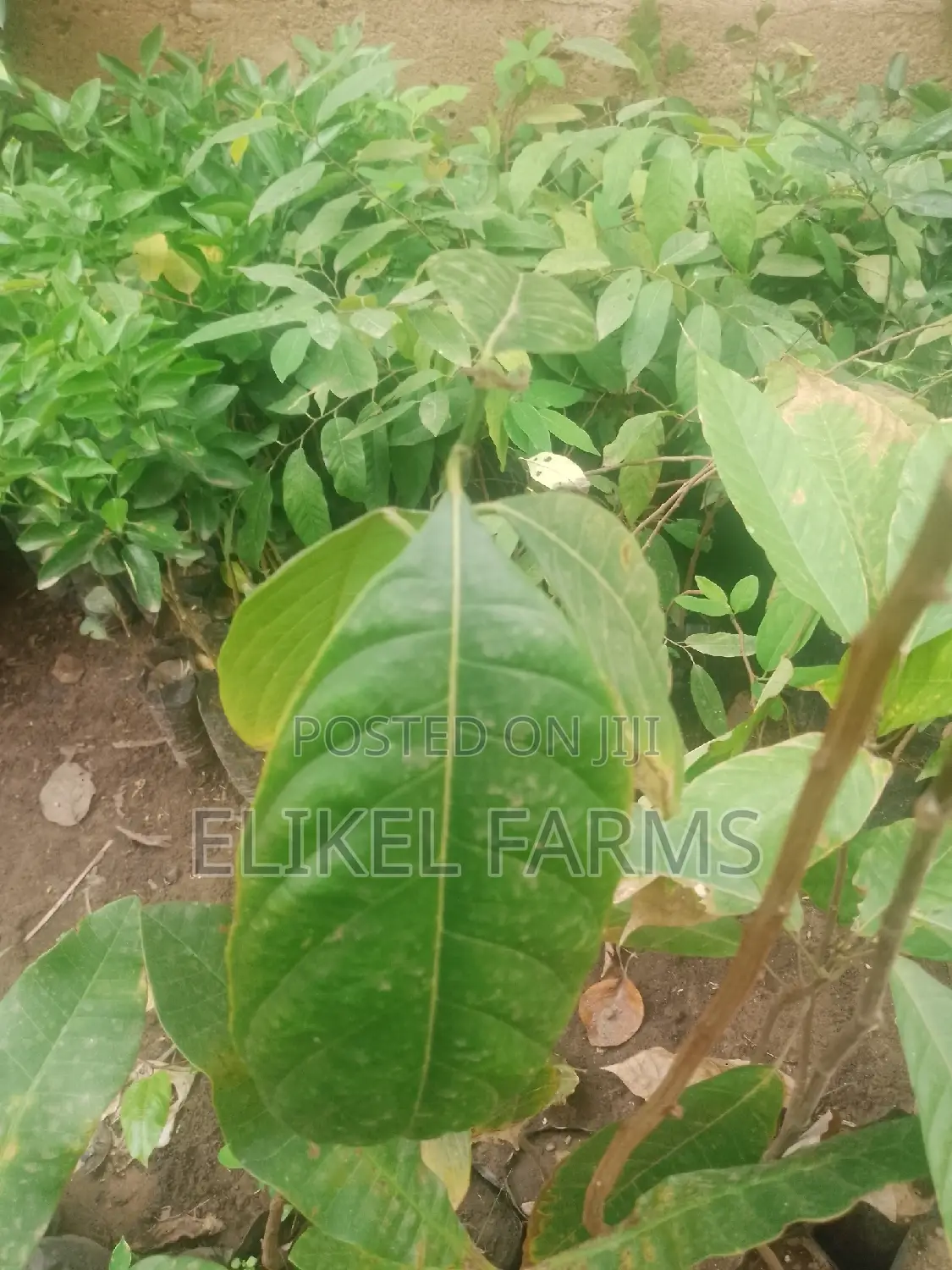 Jackfruit ,Passion , Starfruit, Cinnamon Seedlings for Sale