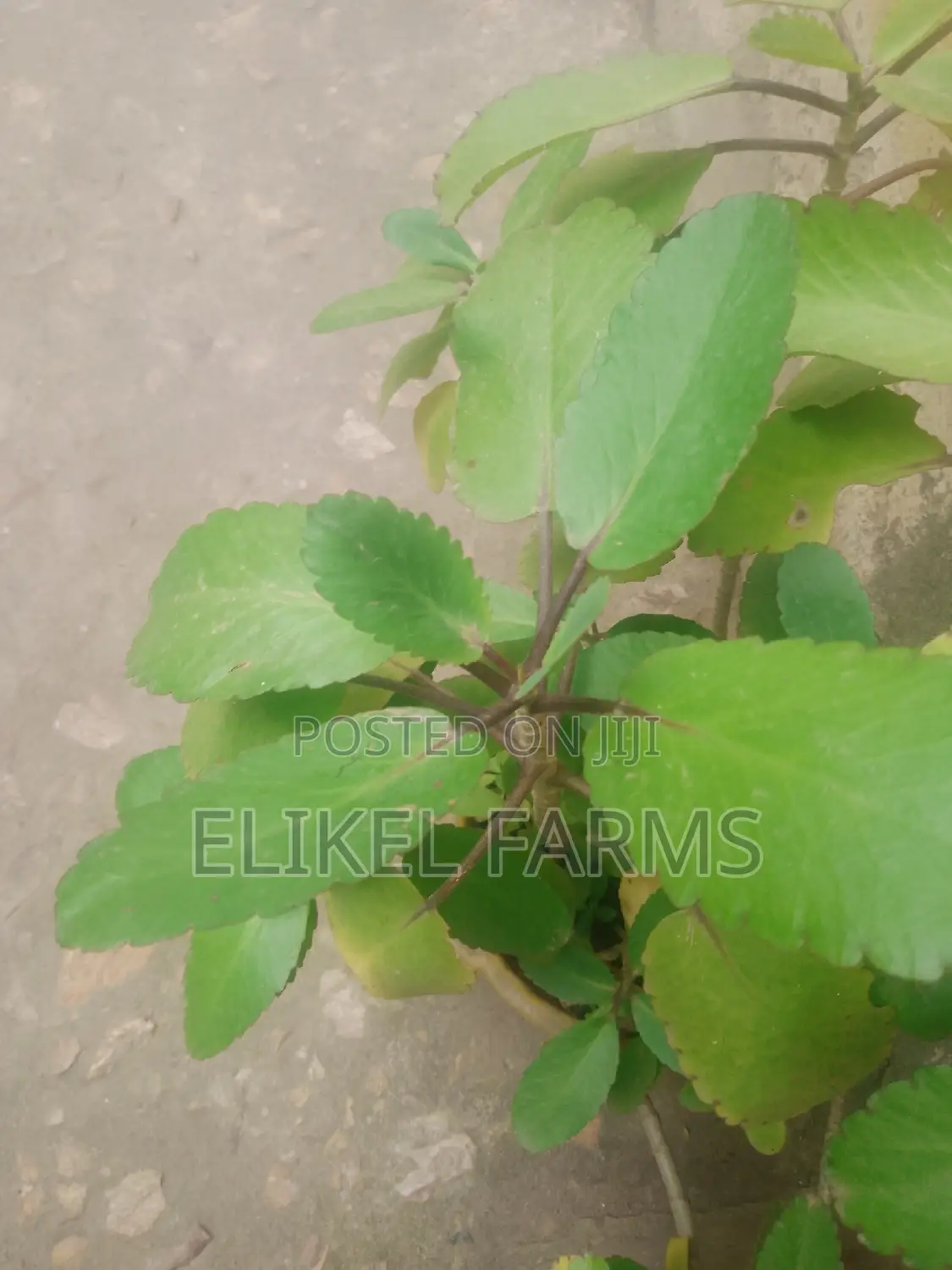 Jackfruit ,Passion , Starfruit, Cinnamon Seedlings for Sale