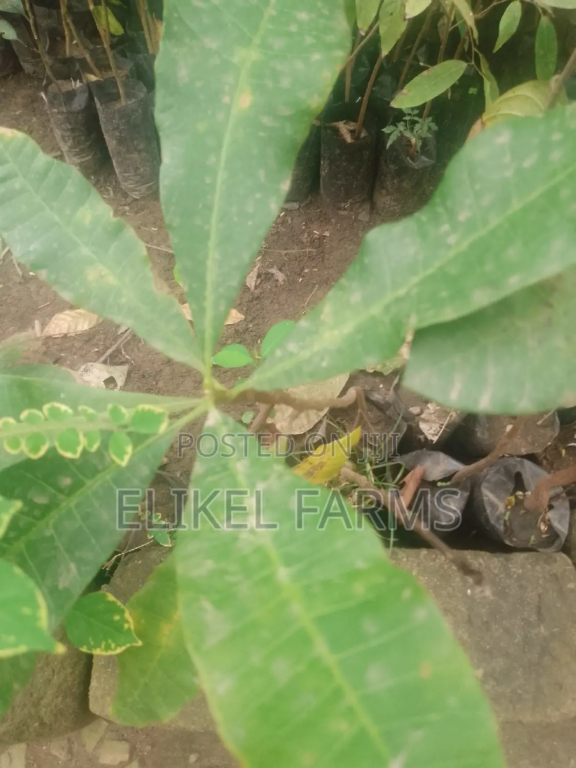 Jackfruit ,Passion , Starfruit, Cinnamon Seedlings for Sale