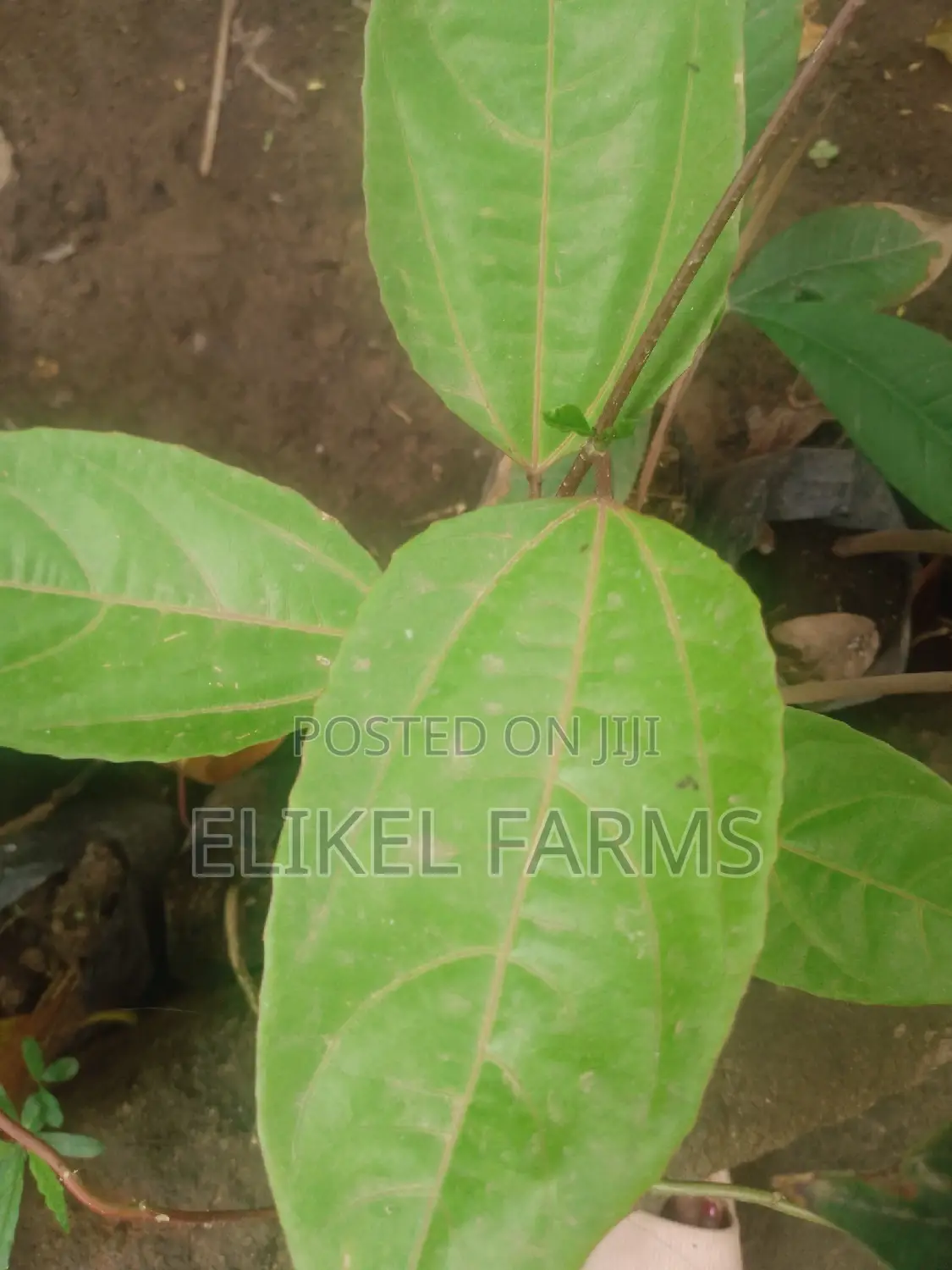 Jackfruit ,Passion , Starfruit, Cinnamon Seedlings for Sale