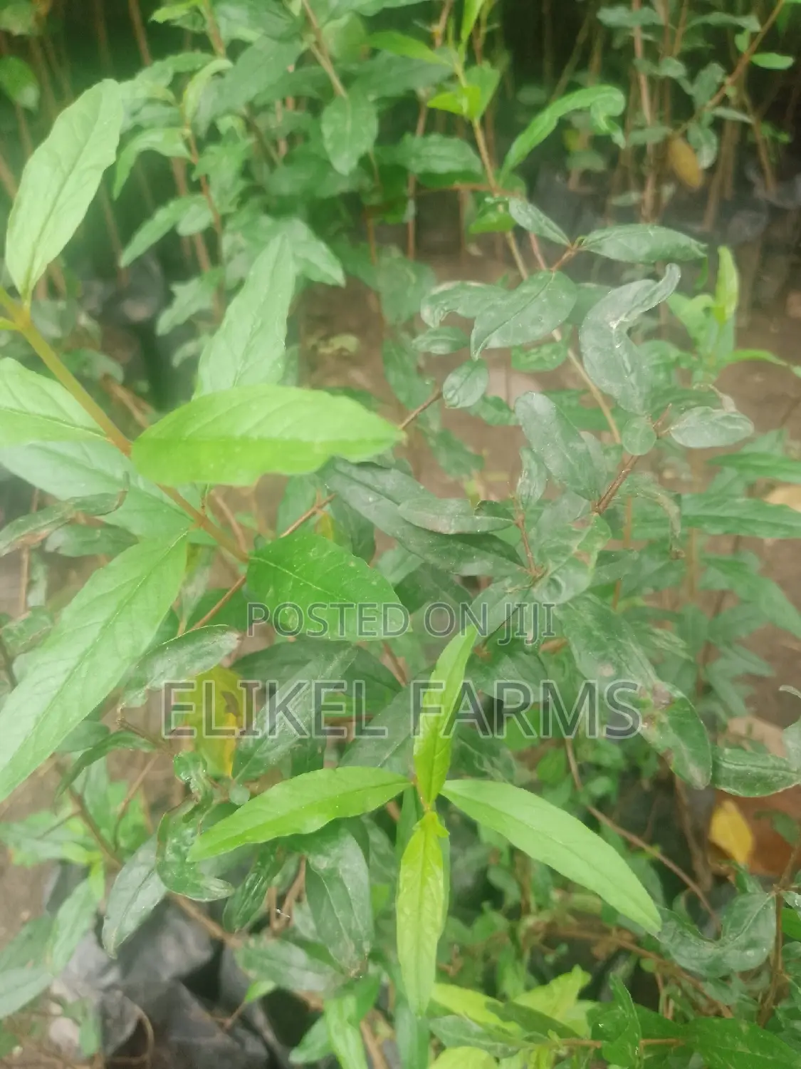 Jackfruit ,Passion , Starfruit, Cinnamon Seedlings for Sale