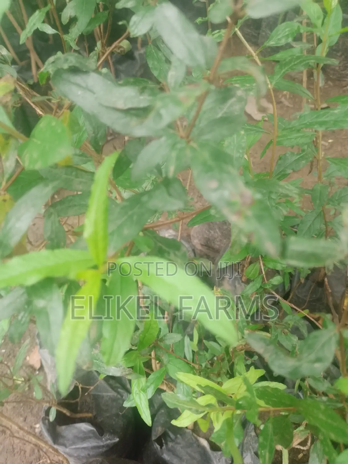 Jackfruit ,Passion , Starfruit, Cinnamon Seedlings for Sale
