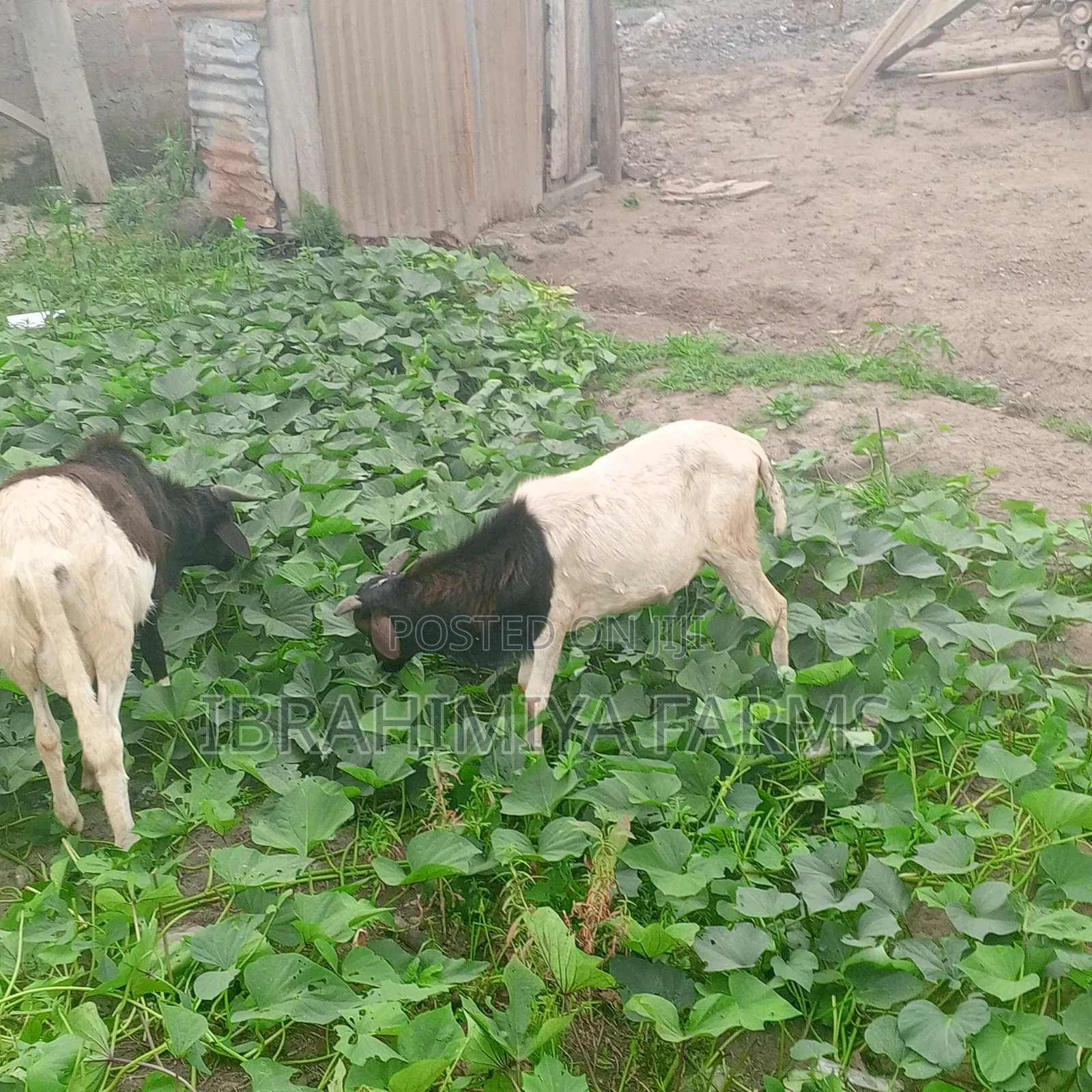 Affordable Sheeps