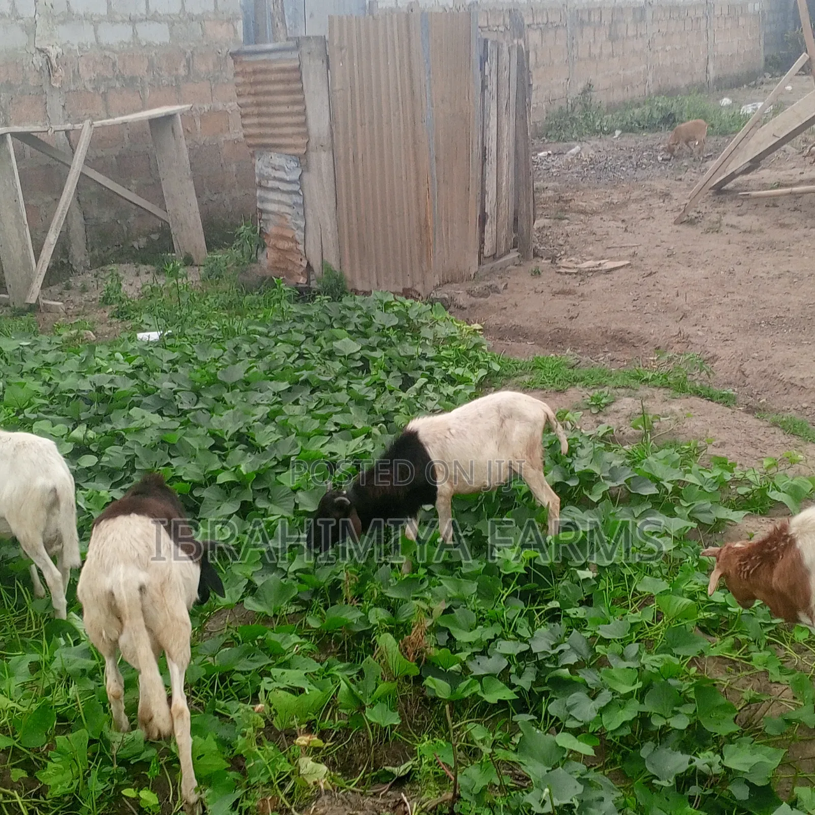 Affordable Sheeps