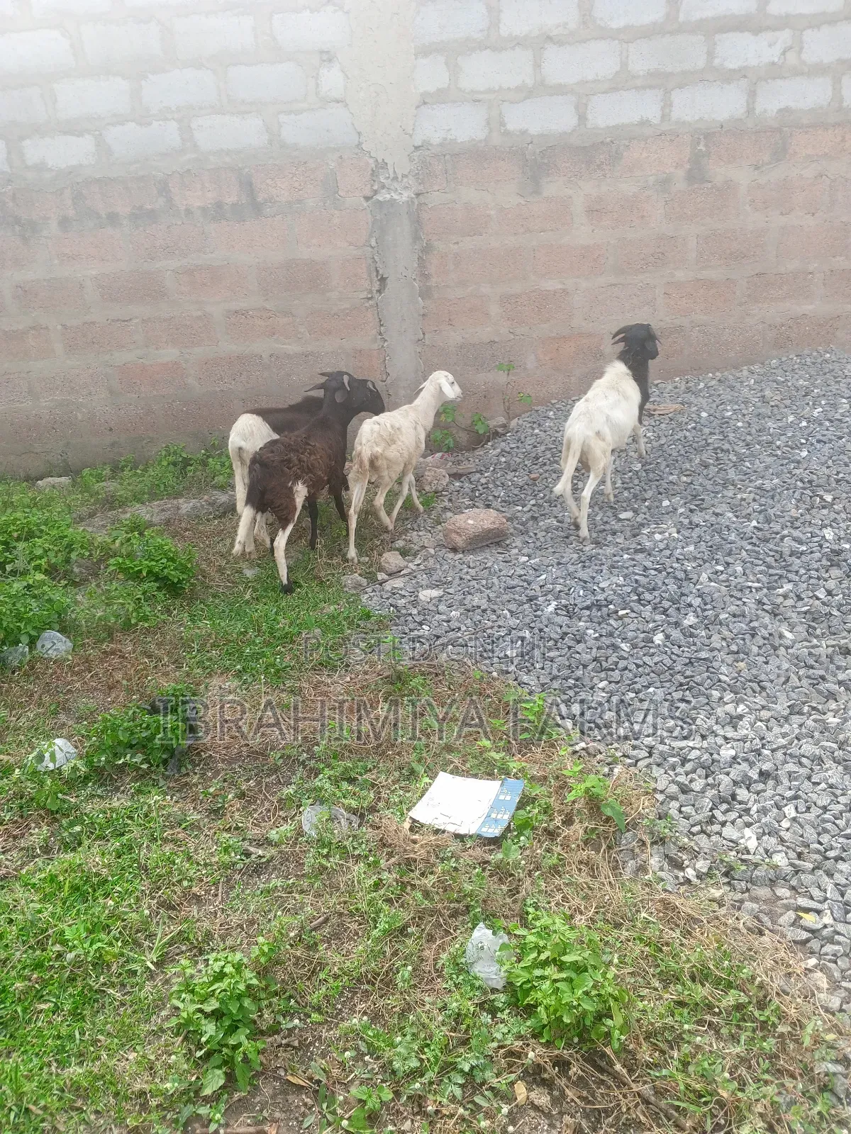 Affordable Sheeps