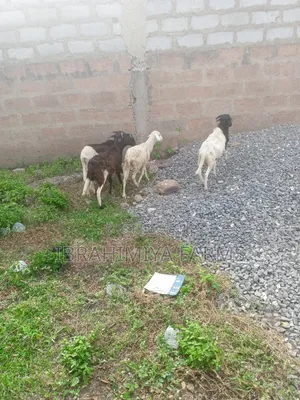 Affordable Sheeps