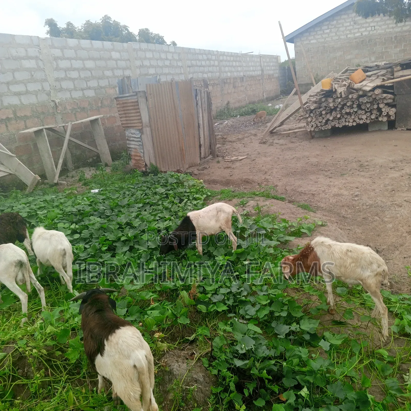 Affordable Sheeps