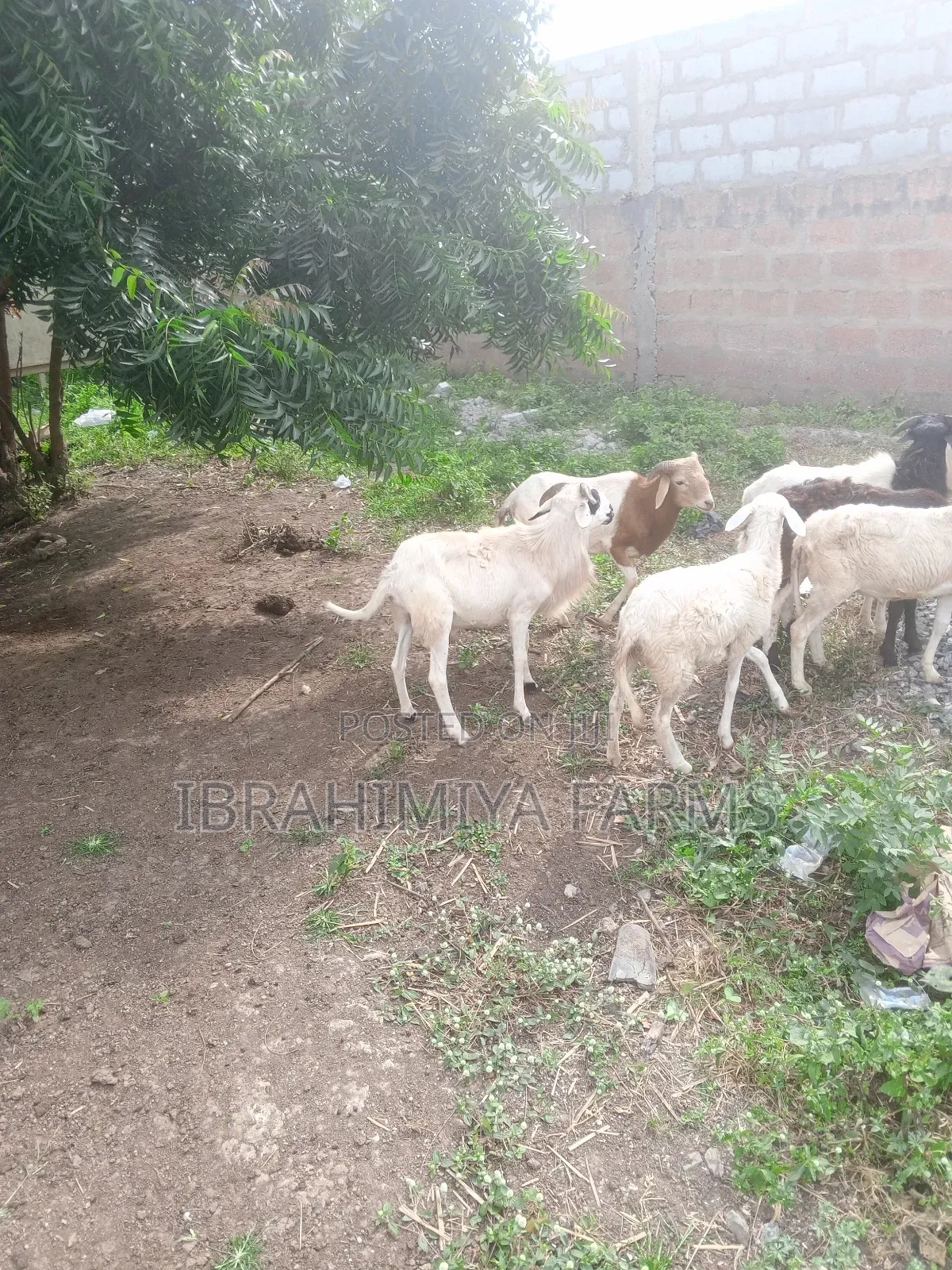 Affordable Sheeps