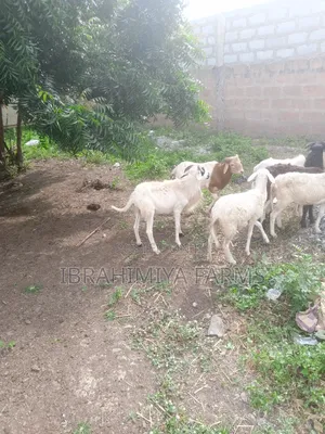 Affordable Sheeps