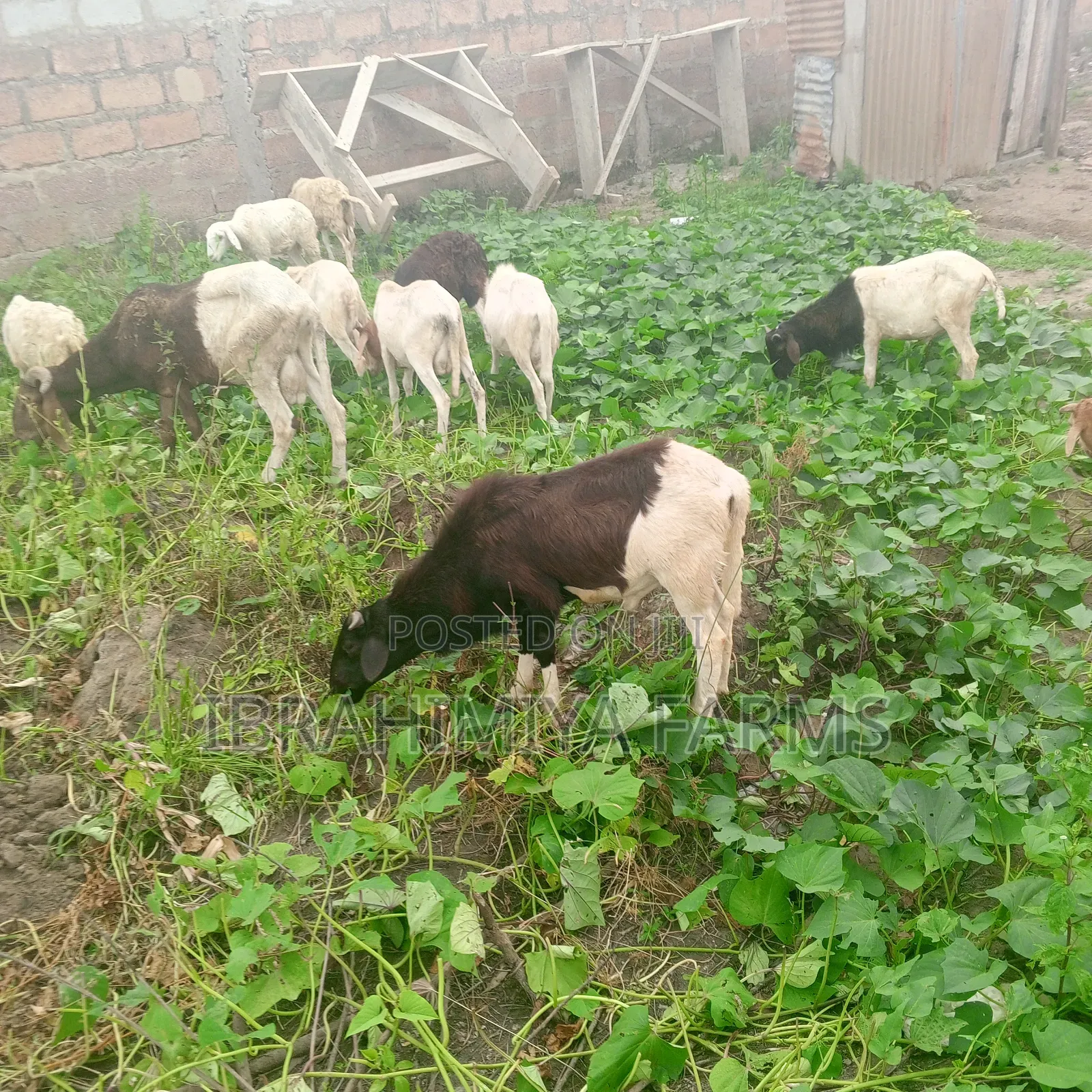 Affordable Sheeps
