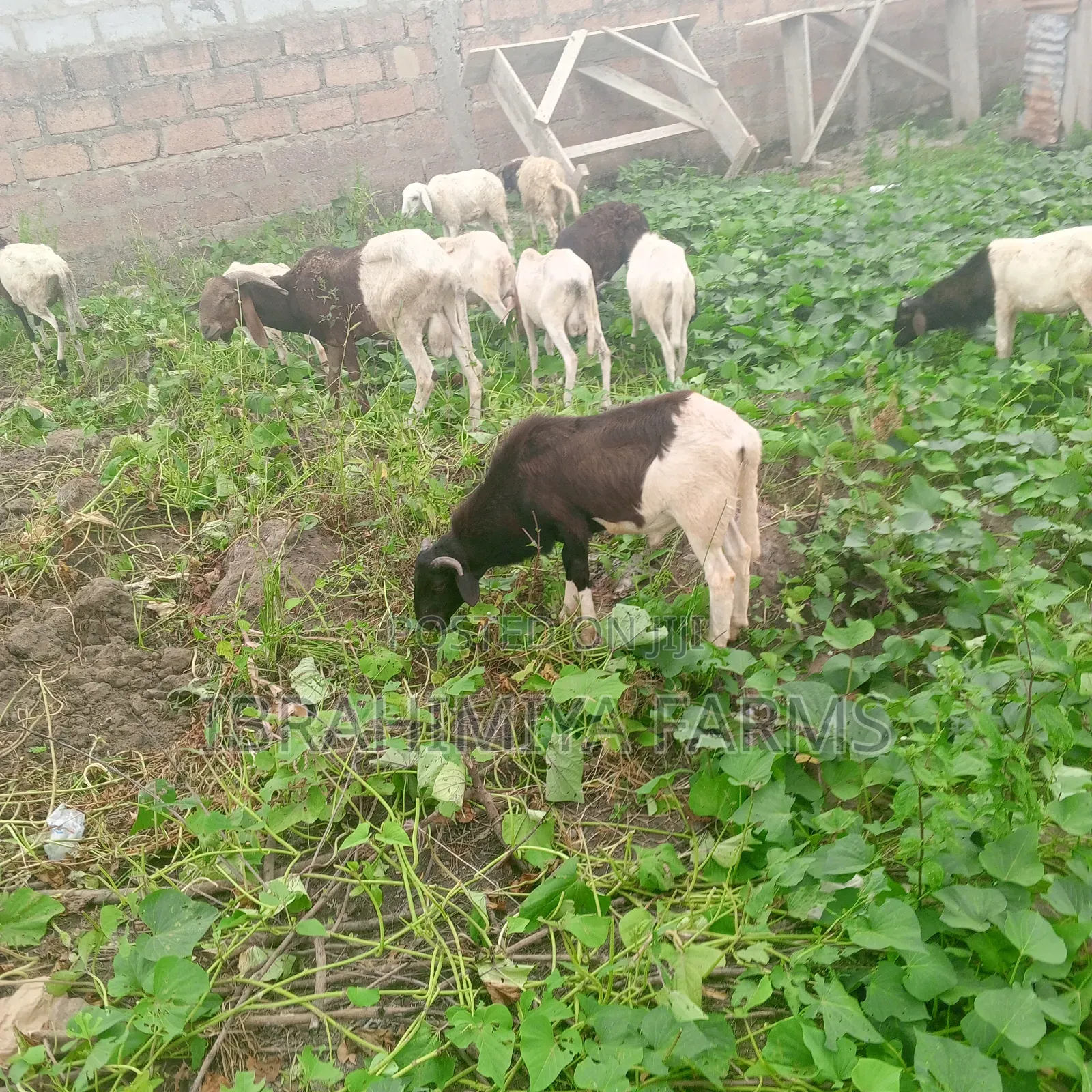 Affordable Sheeps