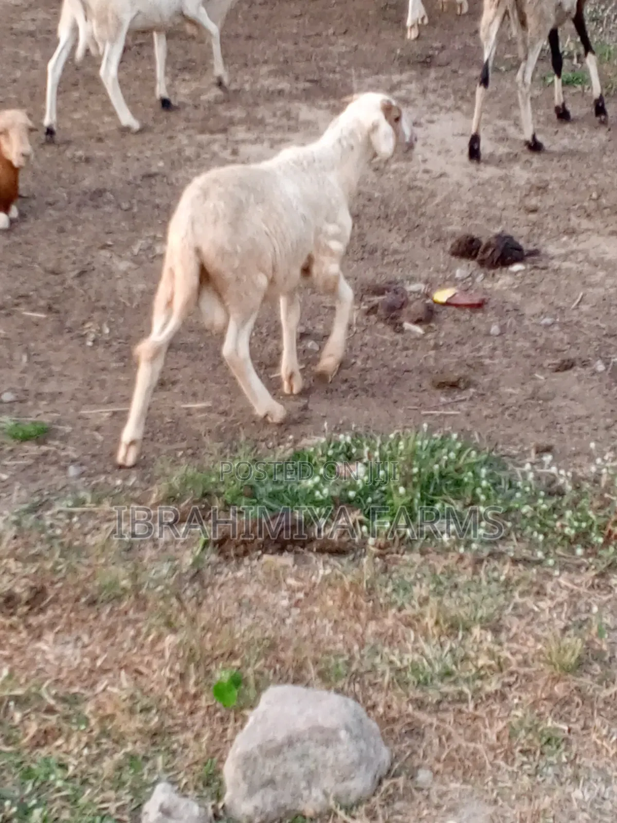 Affordable Sheeps