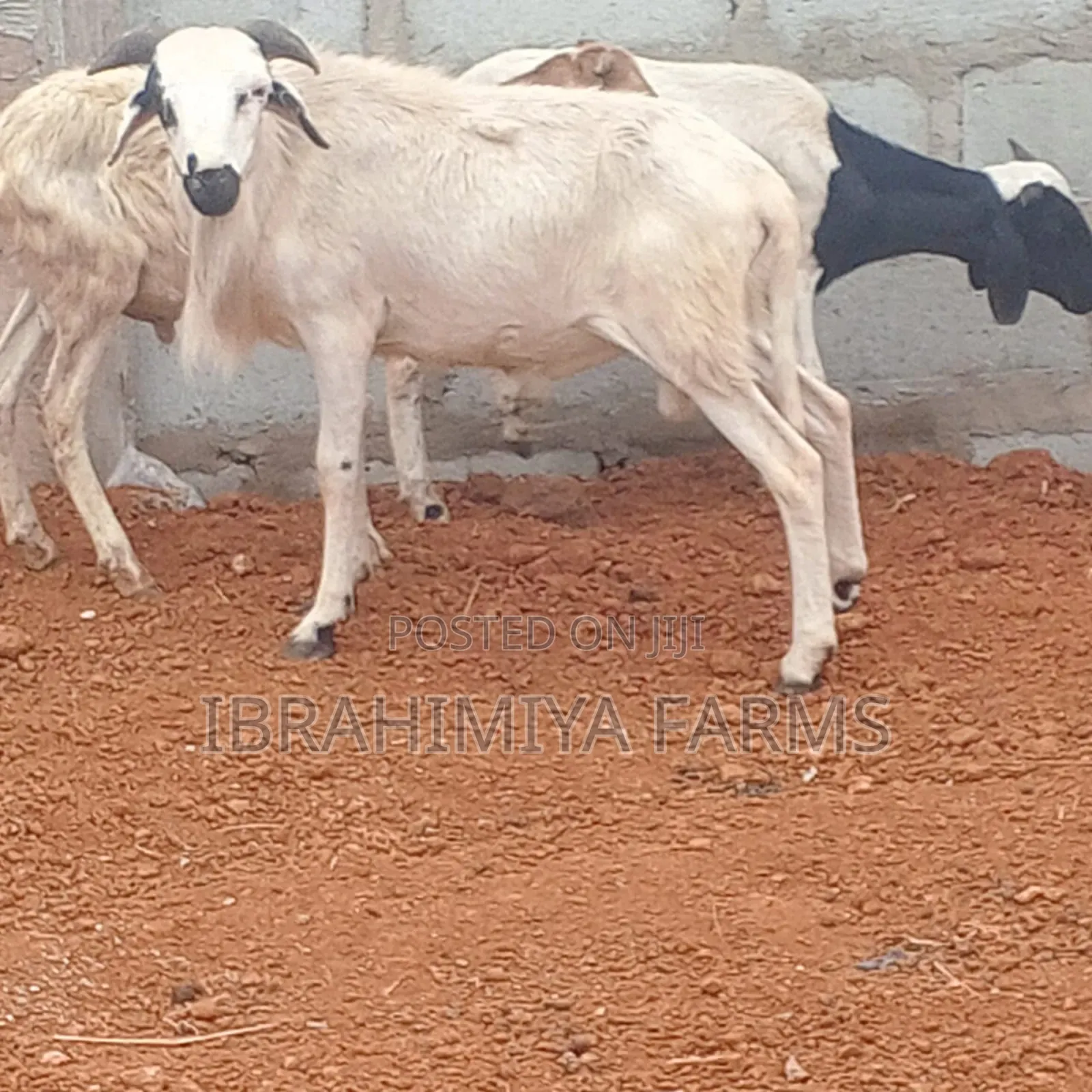 Affordable Sheeps