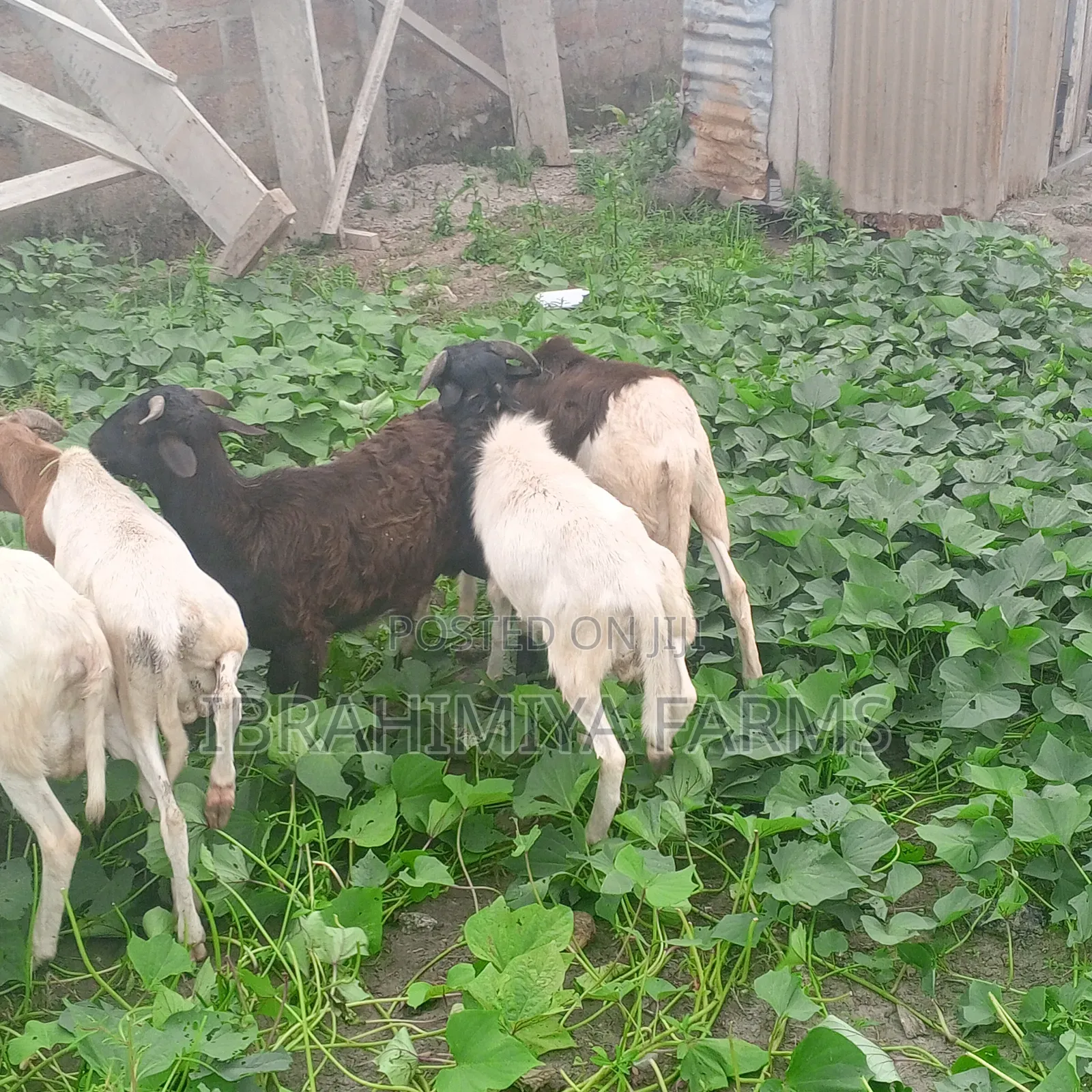 Affordable Sheeps