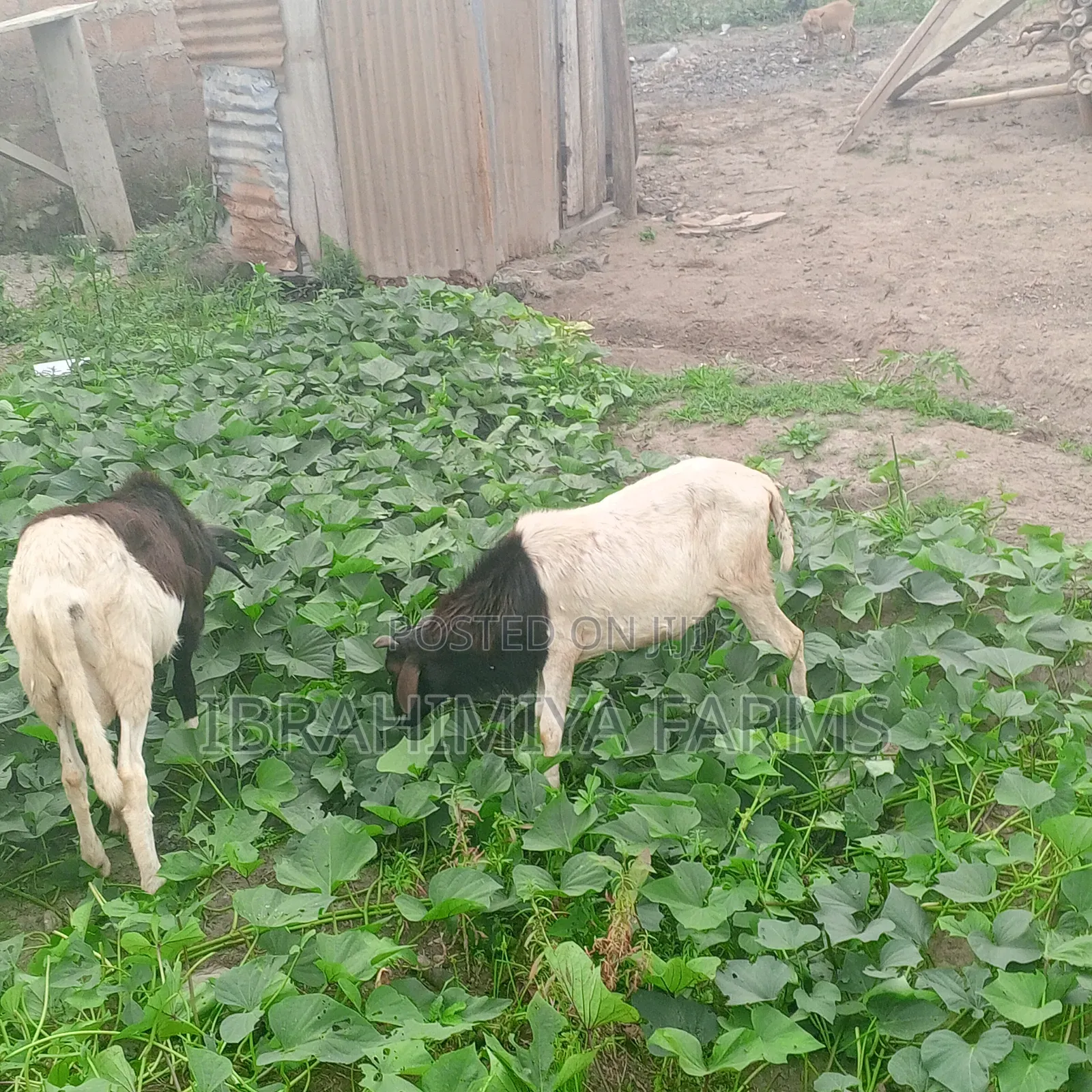 Affordable Sheeps