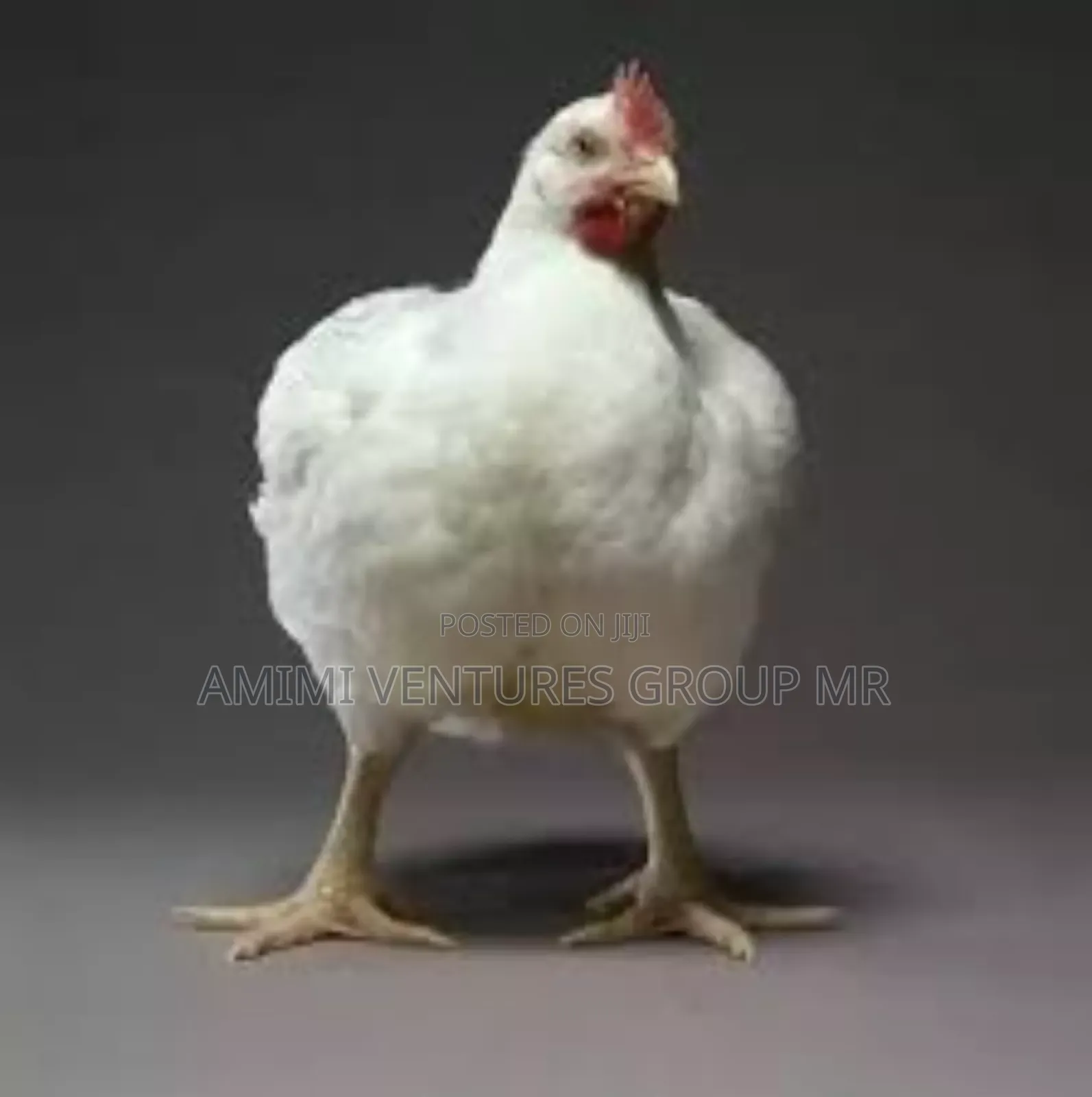 Contact Life Broiler Chicken Weighing 3-4kg