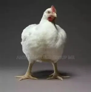 Contact Life Broiler Chicken Weighing 3-4kg
