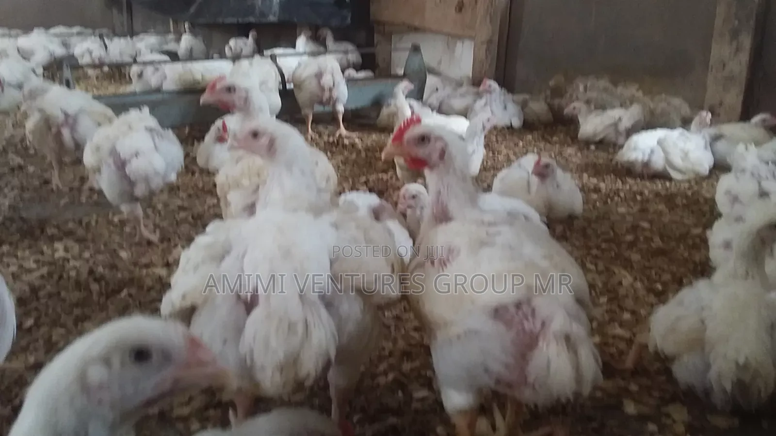 Contact Life Broiler Chicken Weighing 3-4kg