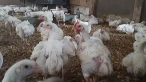 Contact Life Broiler Chicken Weighing 3-4kg