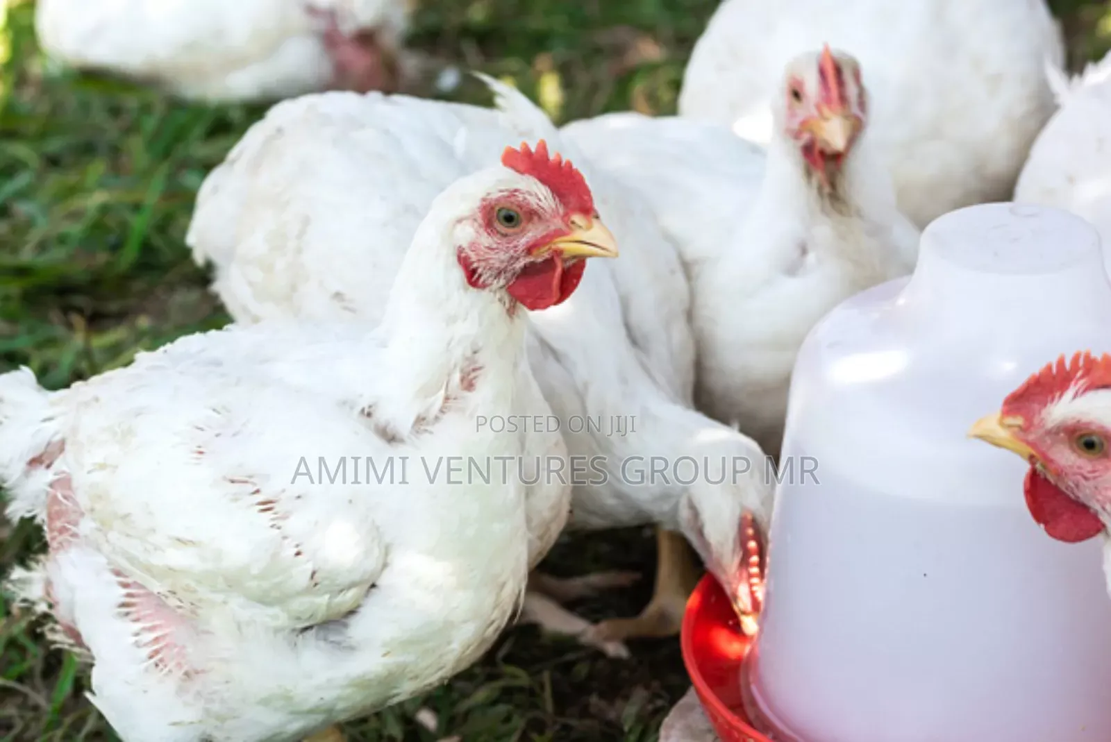 Contact Life Broiler Chicken Weighing 3-4kg