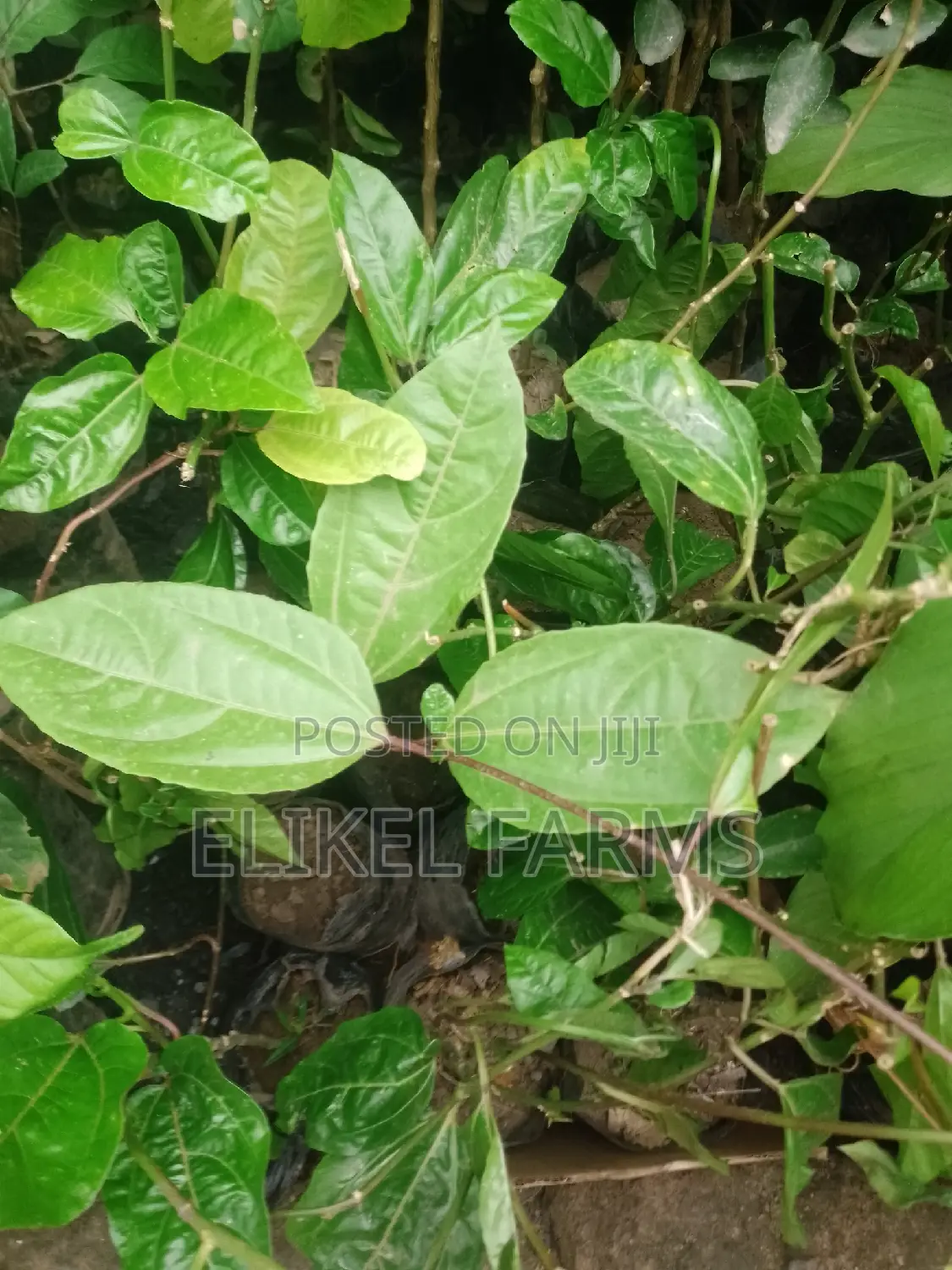 Jackfruit ,Passion , Starfruit, Cinnamon Seedlings for Sale