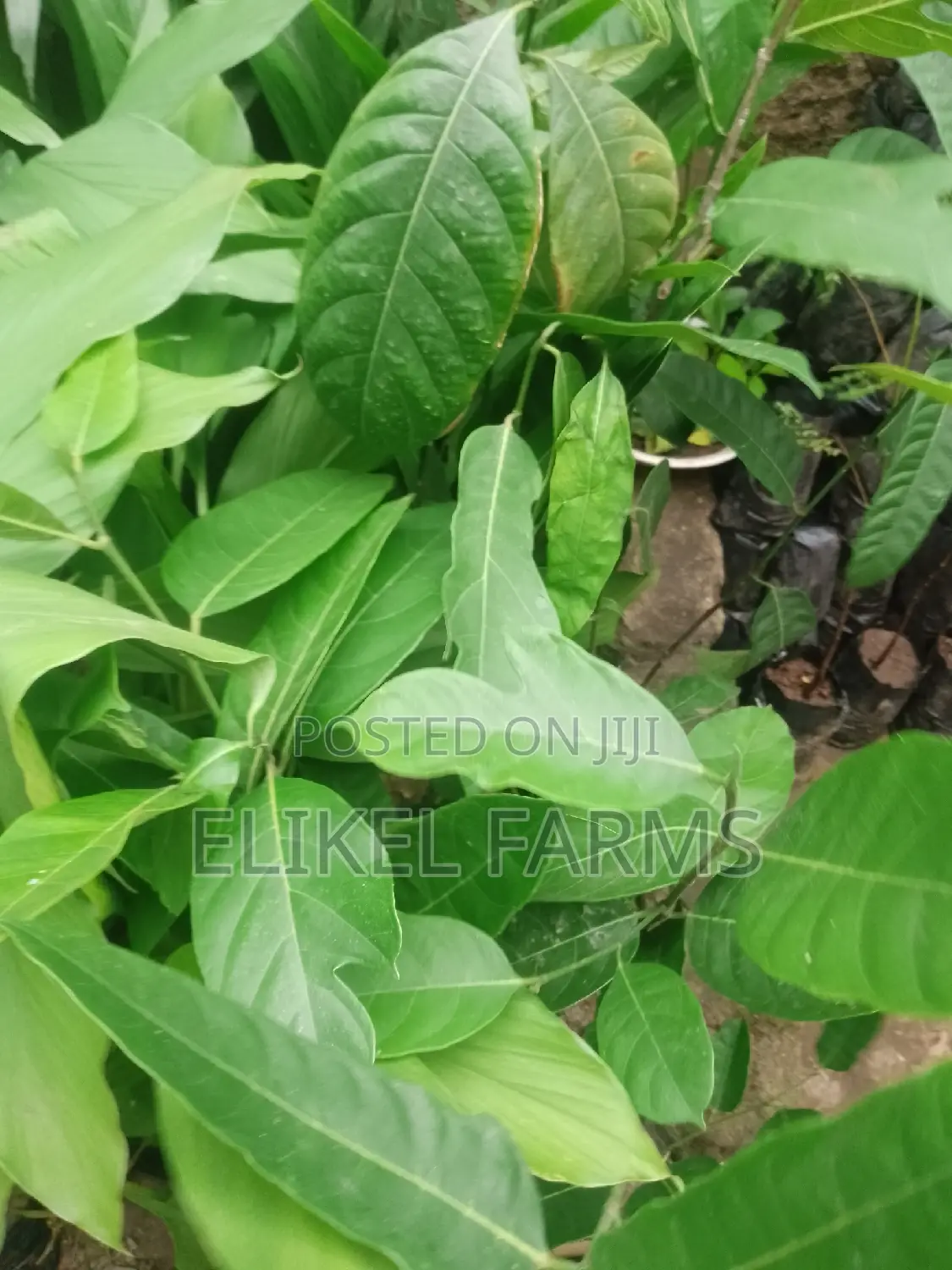 Jackfruit ,Passion , Starfruit, Cinnamon Seedlings for Sale