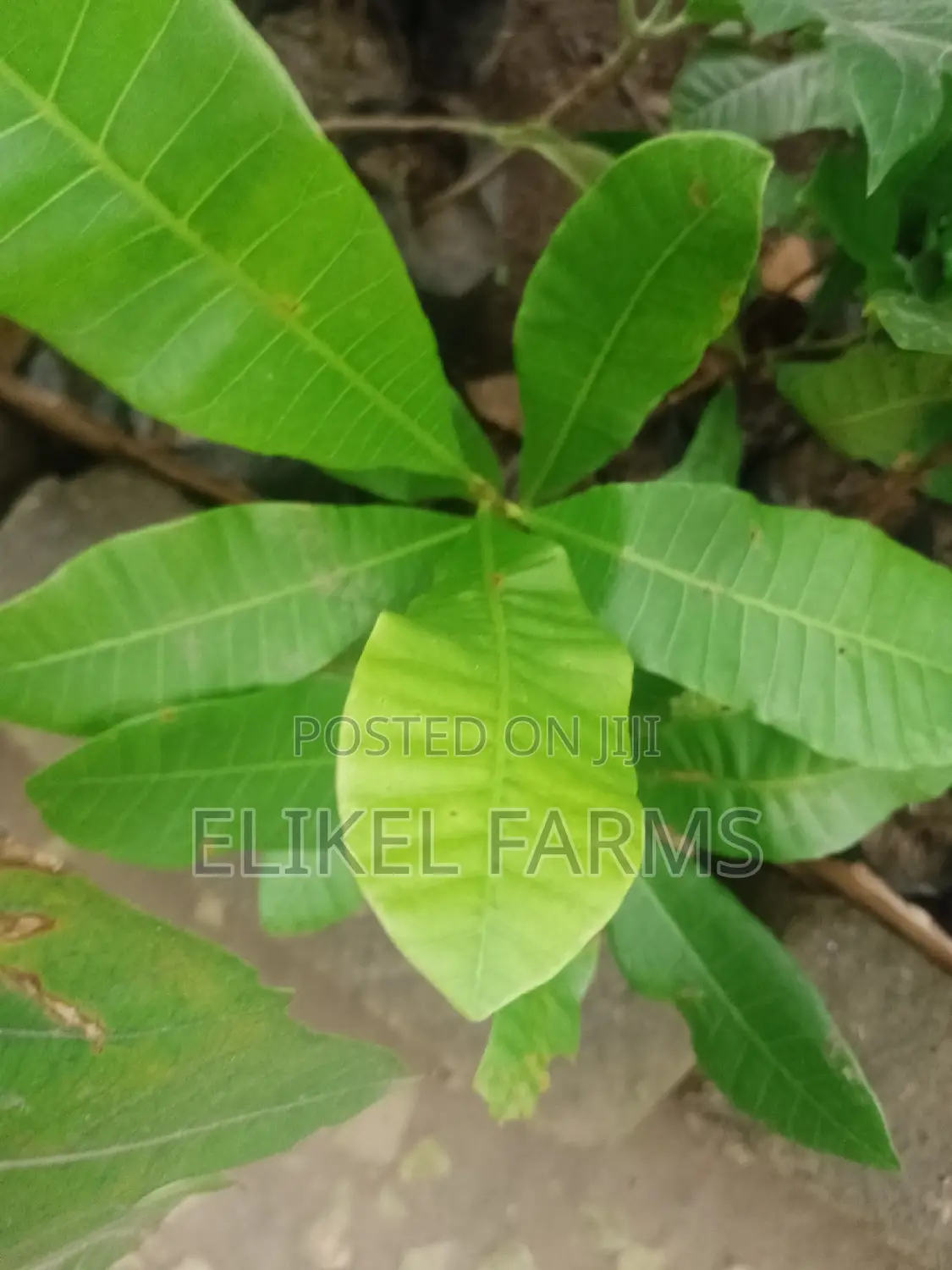 Jackfruit ,Passion , Starfruit, Cinnamon Seedlings for Sale