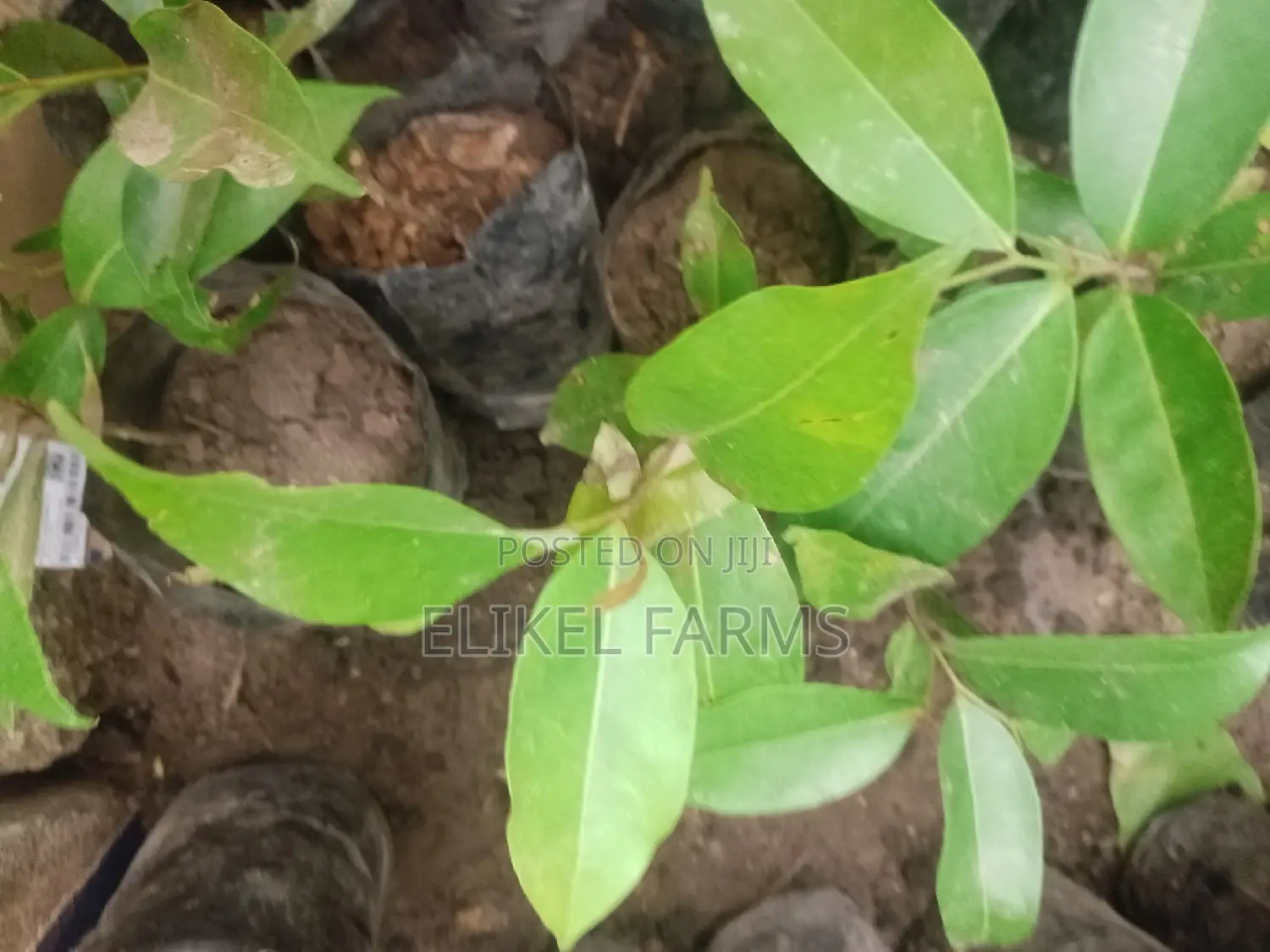 Jackfruit ,Passion , Starfruit, Cinnamon Seedlings for Sale