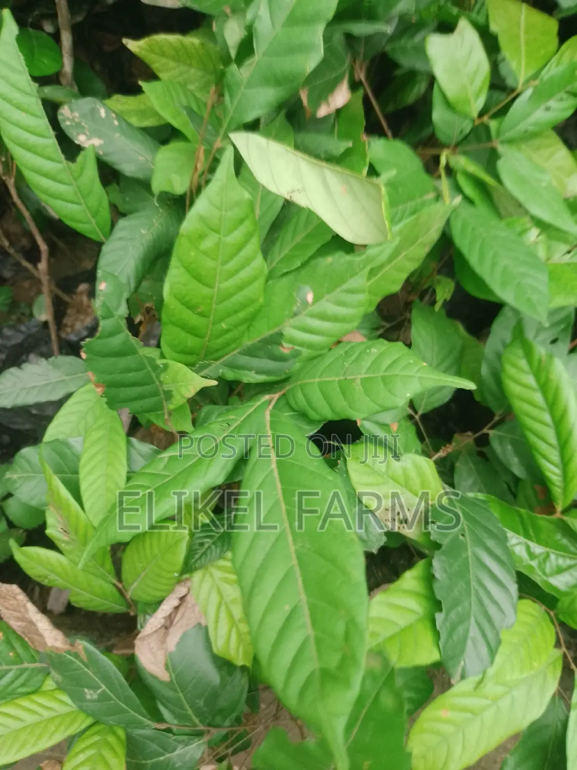 Jackfruit ,Passion , Starfruit, Cinnamon Seedlings for Sale