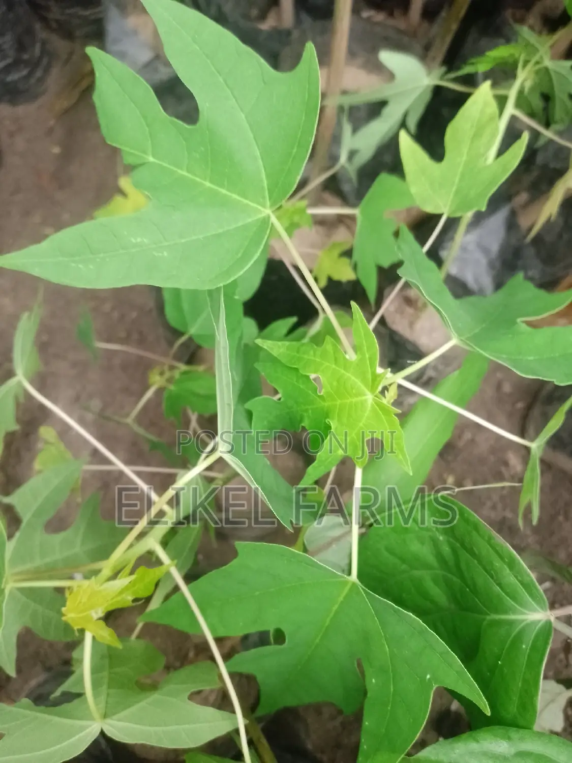 Yellow Gold Pawpaw Seedlings and Spices Plants for Sale