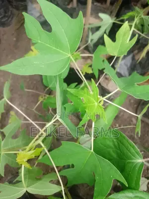 Yellow Gold Pawpaw Seedlings and Spices Plants for Sale
