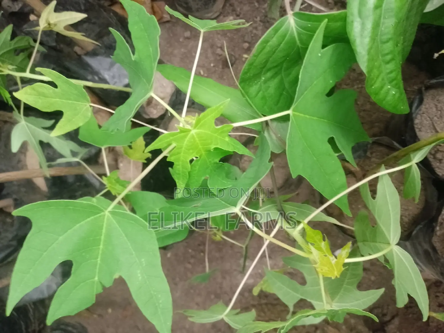 Yellow Gold Pawpaw Seedlings and Spices Plants for Sale
