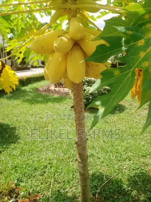 Yellow Gold Pawpaw Seedlings and Spices Plants for Sale