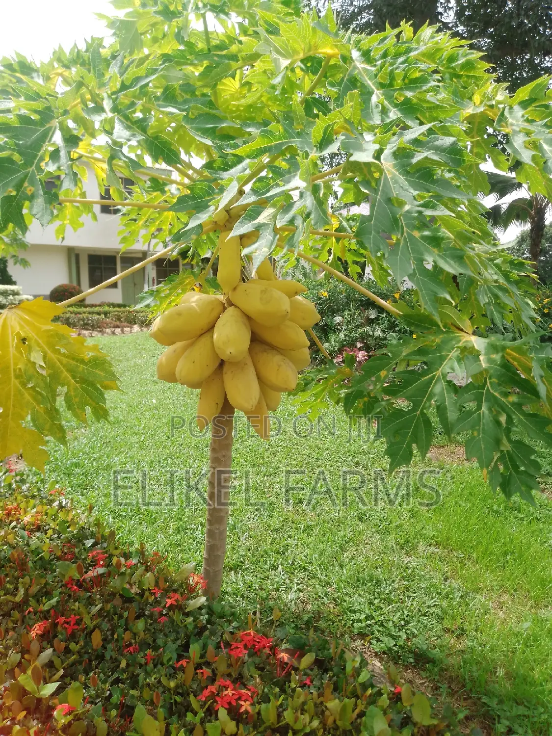 Yellow Gold Pawpaw Seedlings and Spices Plants for Sale