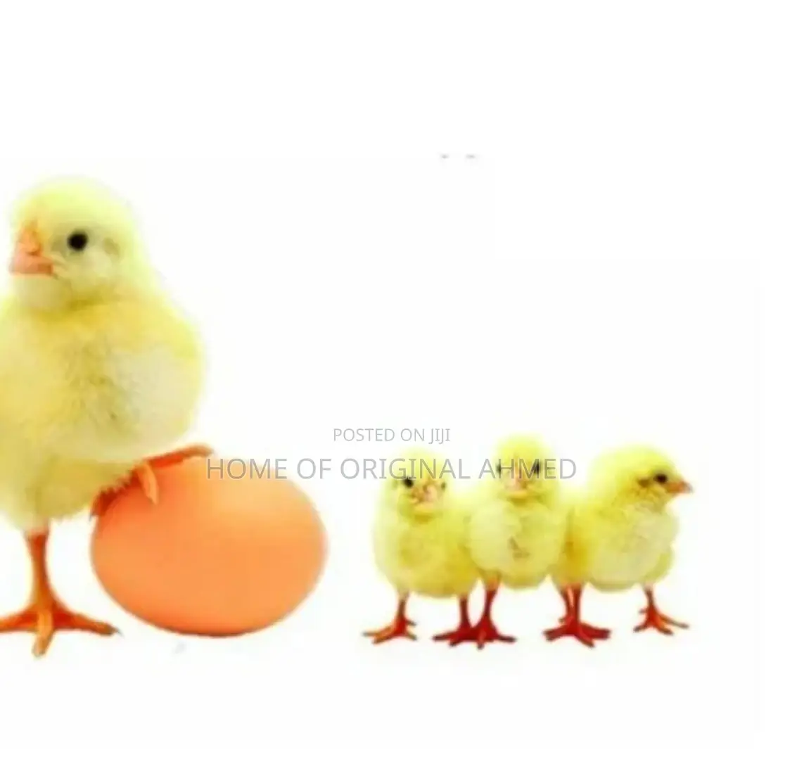 All Dayold Chicks Available Pure Breeds