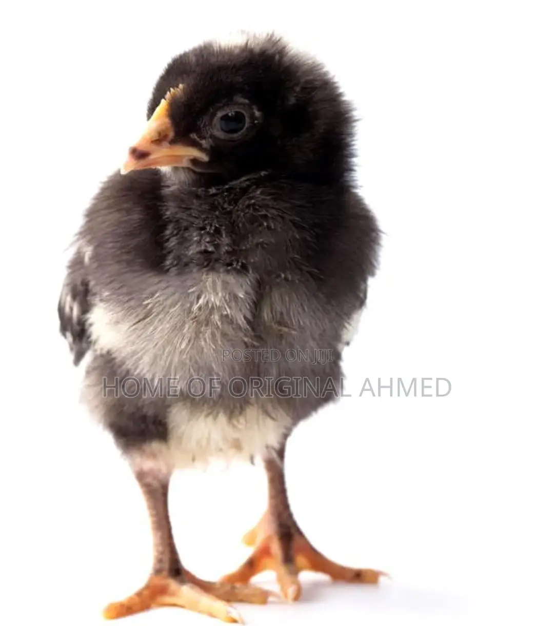 All Dayold Chicks Available Pure Breeds