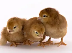 All Dayold Chicks Available Pure Breeds