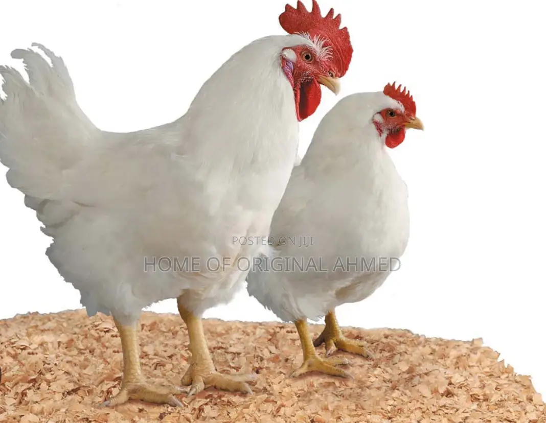 All Dayold Chicks Available Pure Breeds