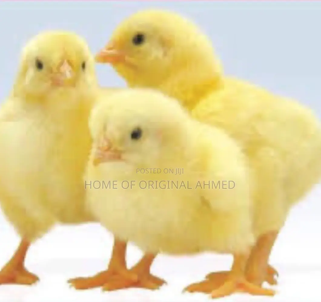 All Dayold Chicks Available Pure Breeds