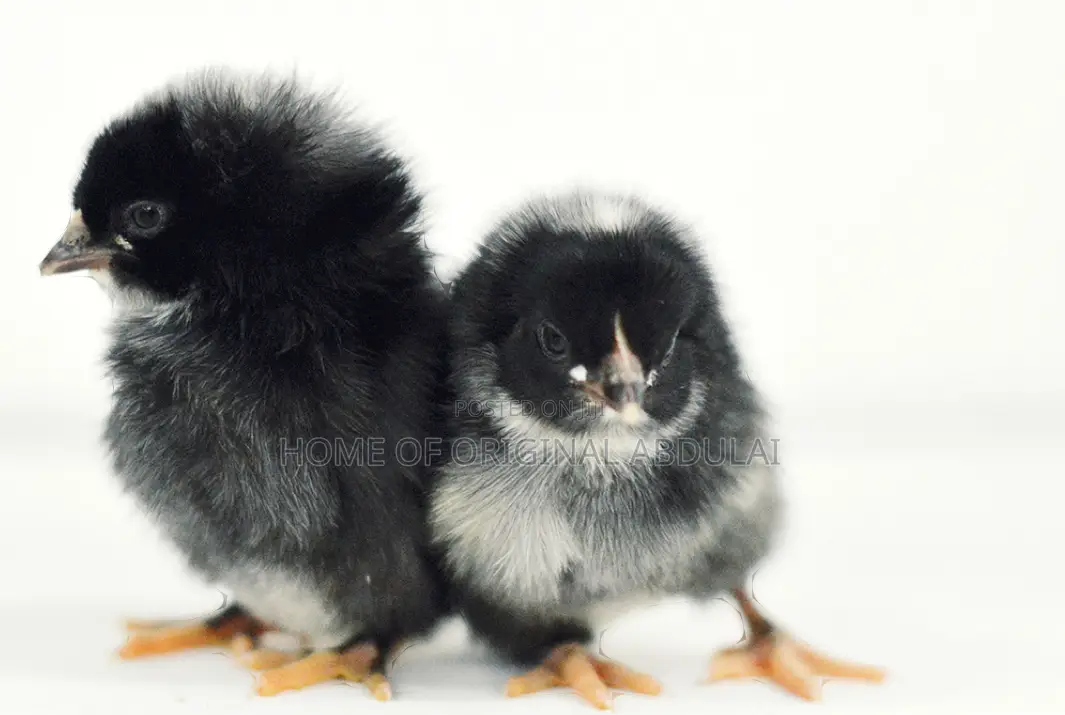 All Dayold Chicks Available Pure Breeds