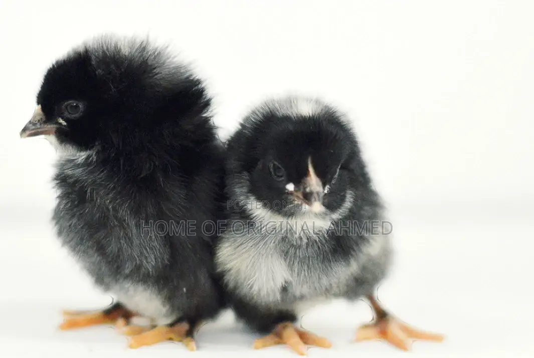All Dayold Chicks Available Pure Breeds