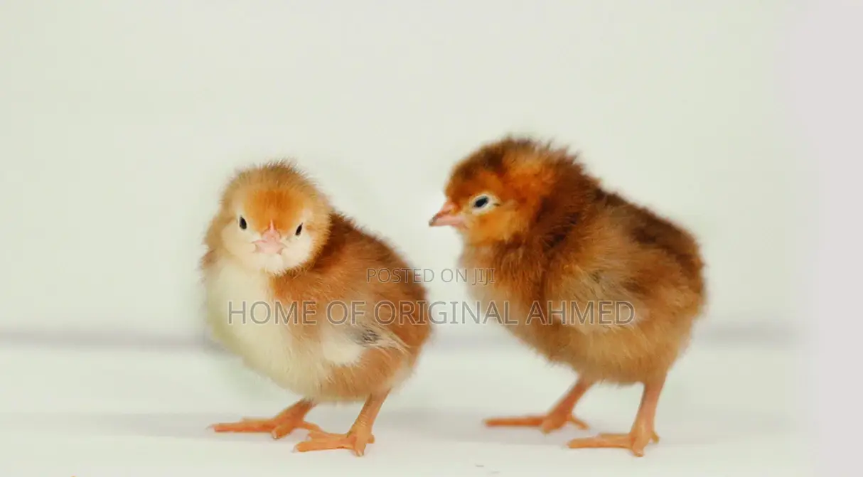 All Dayold Chicks Available Pure Breeds