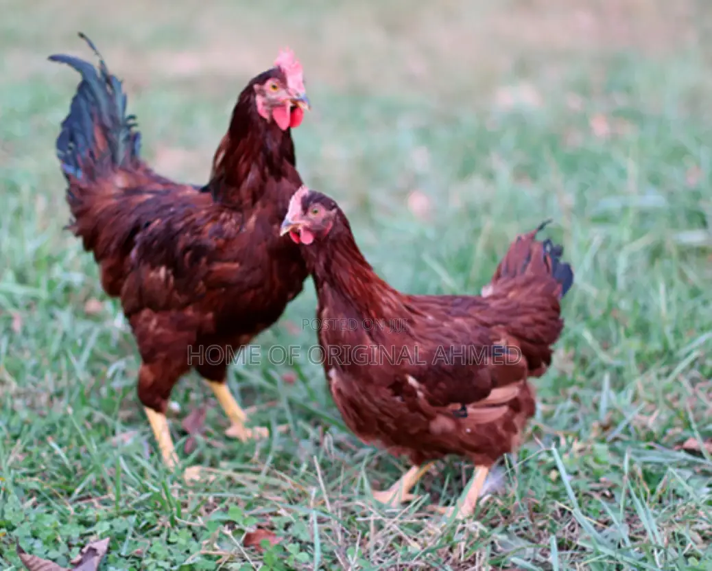 All Dayold Chicks Available Pure Breeds