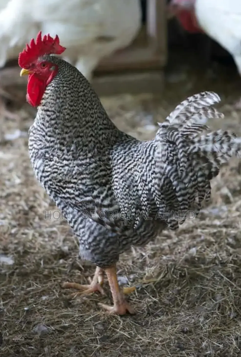 All Dayold Chicks Available Pure Breeds