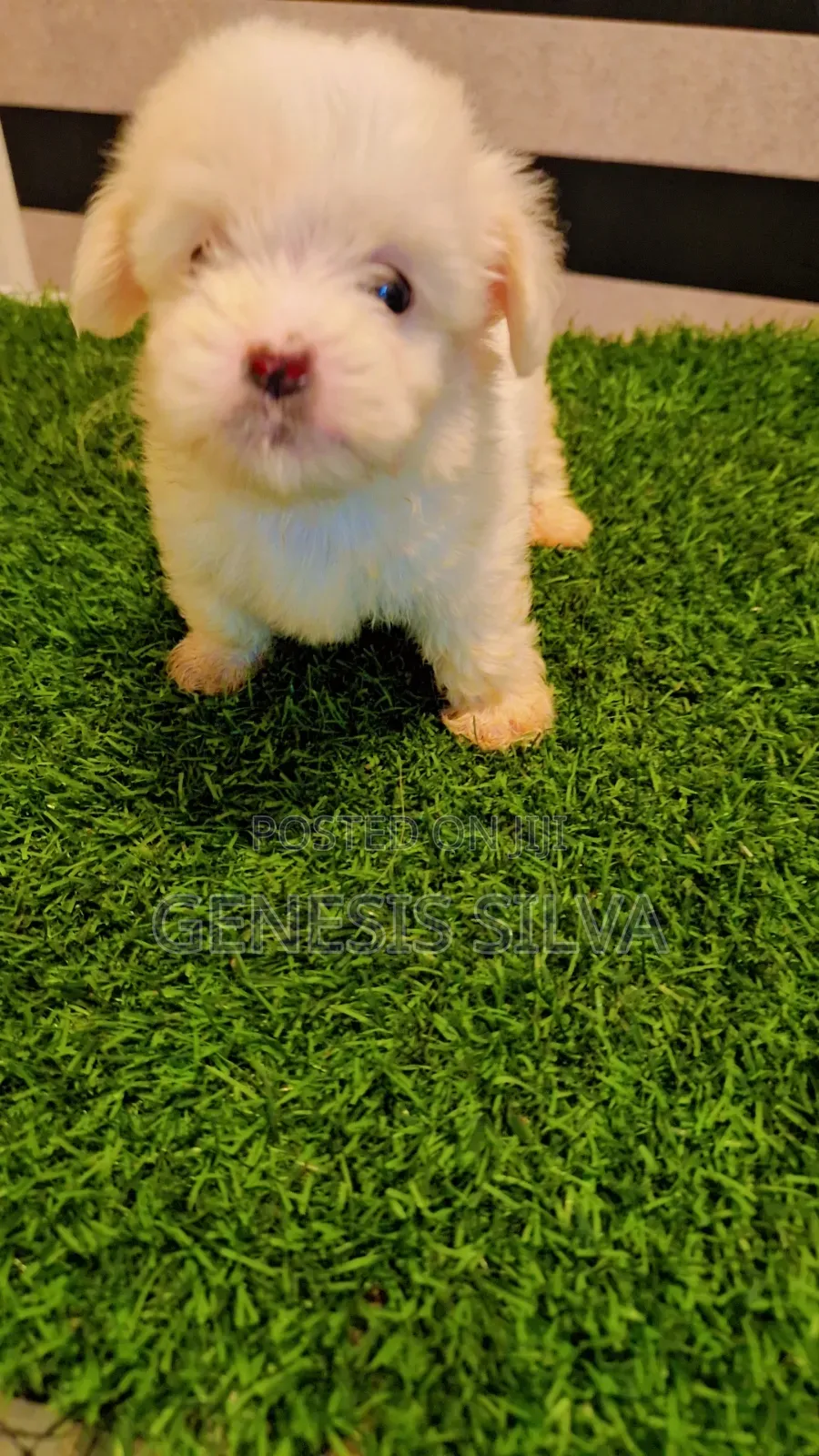 1-3 months Male Purebred Poodle