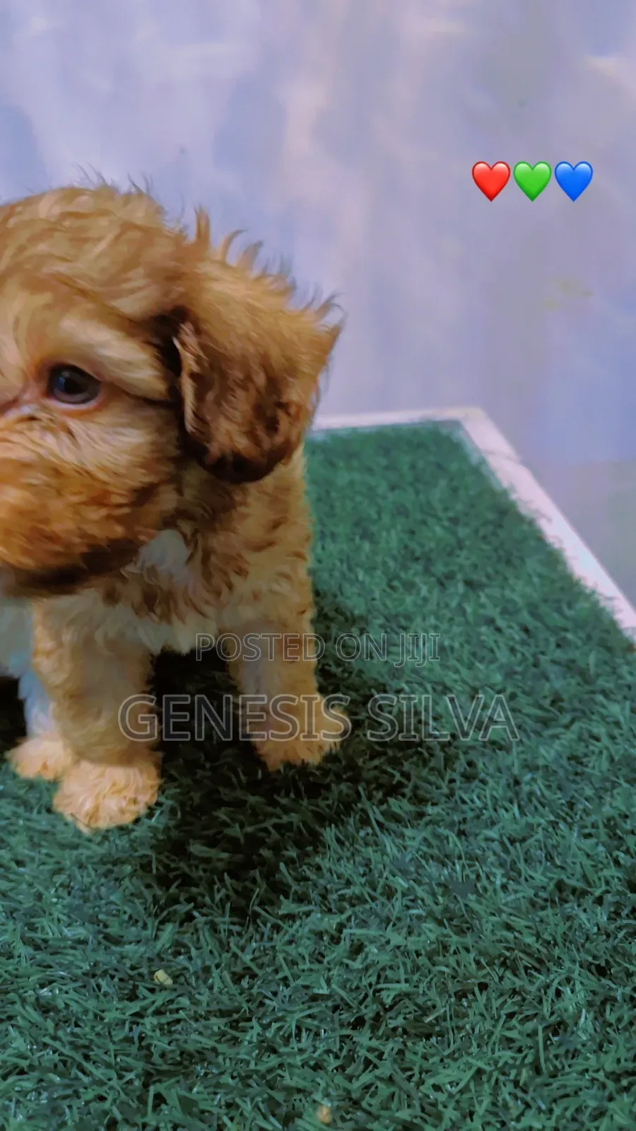 1-3 months Male Purebred Poodle