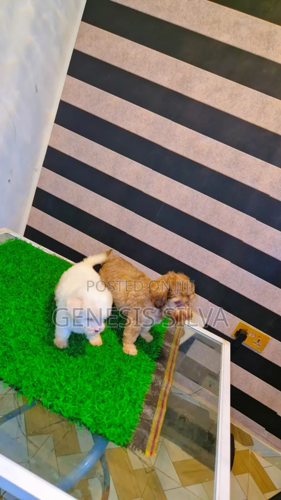 1-3 months Male Purebred Poodle