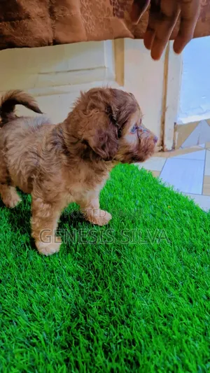 1-3 months Male Purebred Poodle