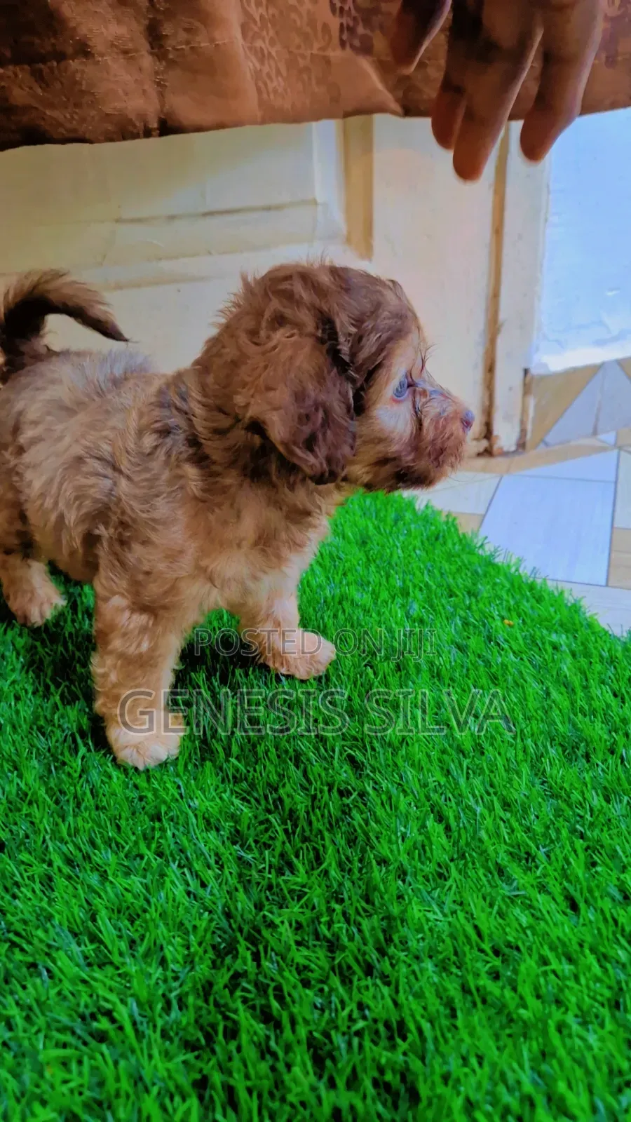 1-3 months Male Purebred Poodle